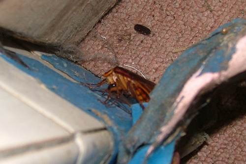 taiwan cockroach